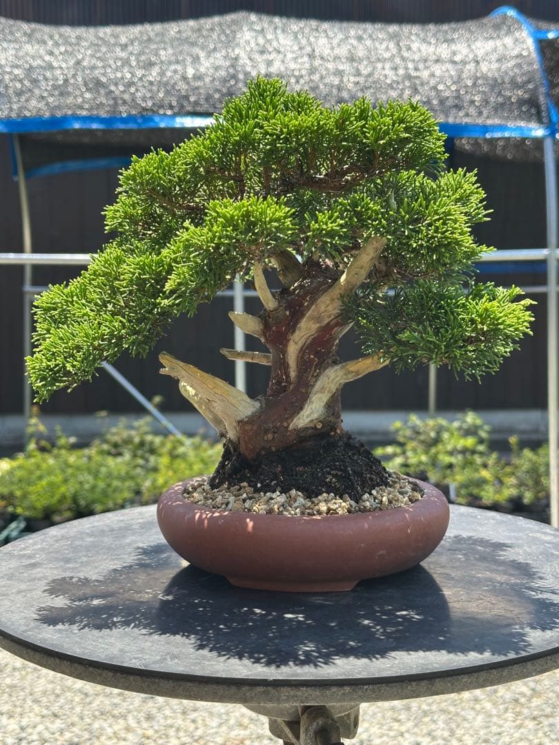 盆栽 糸魚川真柏 太幹 貴風サイズ-5