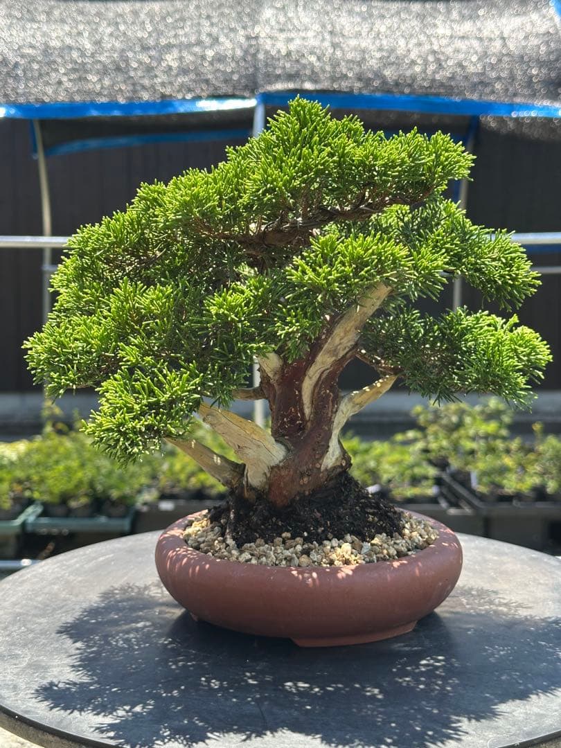 盆栽 糸魚川真柏 太幹 貴風サイズ-5