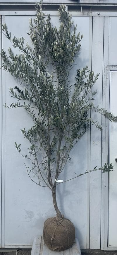 《現品》オリーブの木　シプレシーノ 樹高2.1ｍ（根鉢含まず）184【苗木/庭木