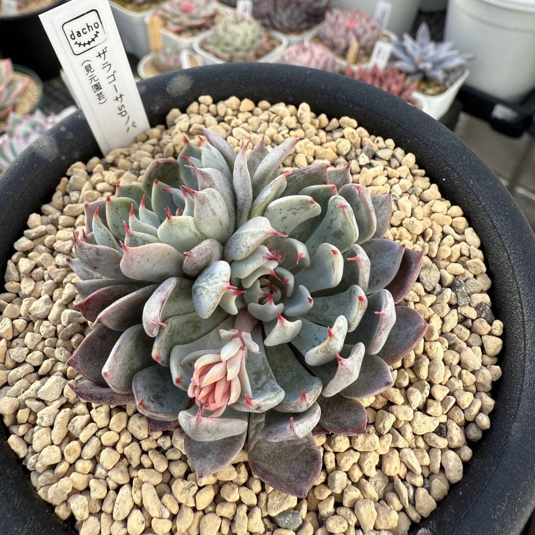 多肉植物　エケベリア　ザラゴーサSPノバ　見元苗　花芽付き　札付き