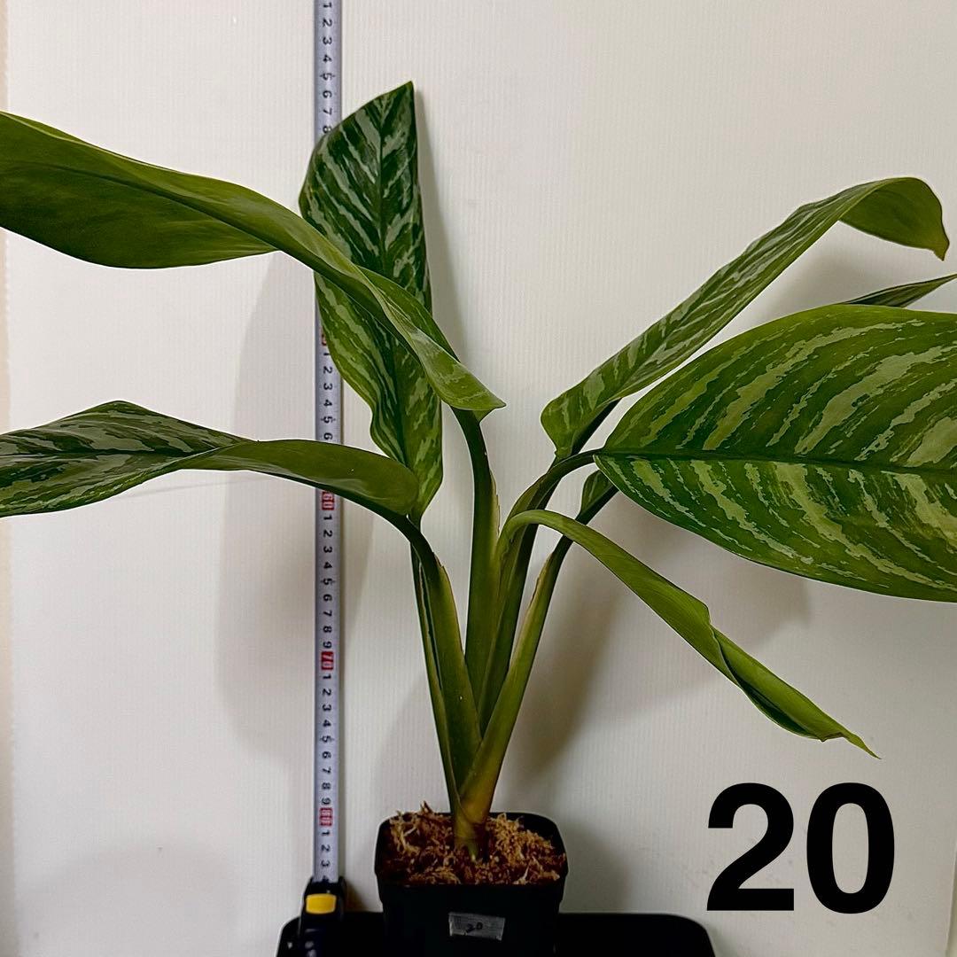 アグラオネマ ニティドゥム カーティシー 観葉植物 LEON レオン 20