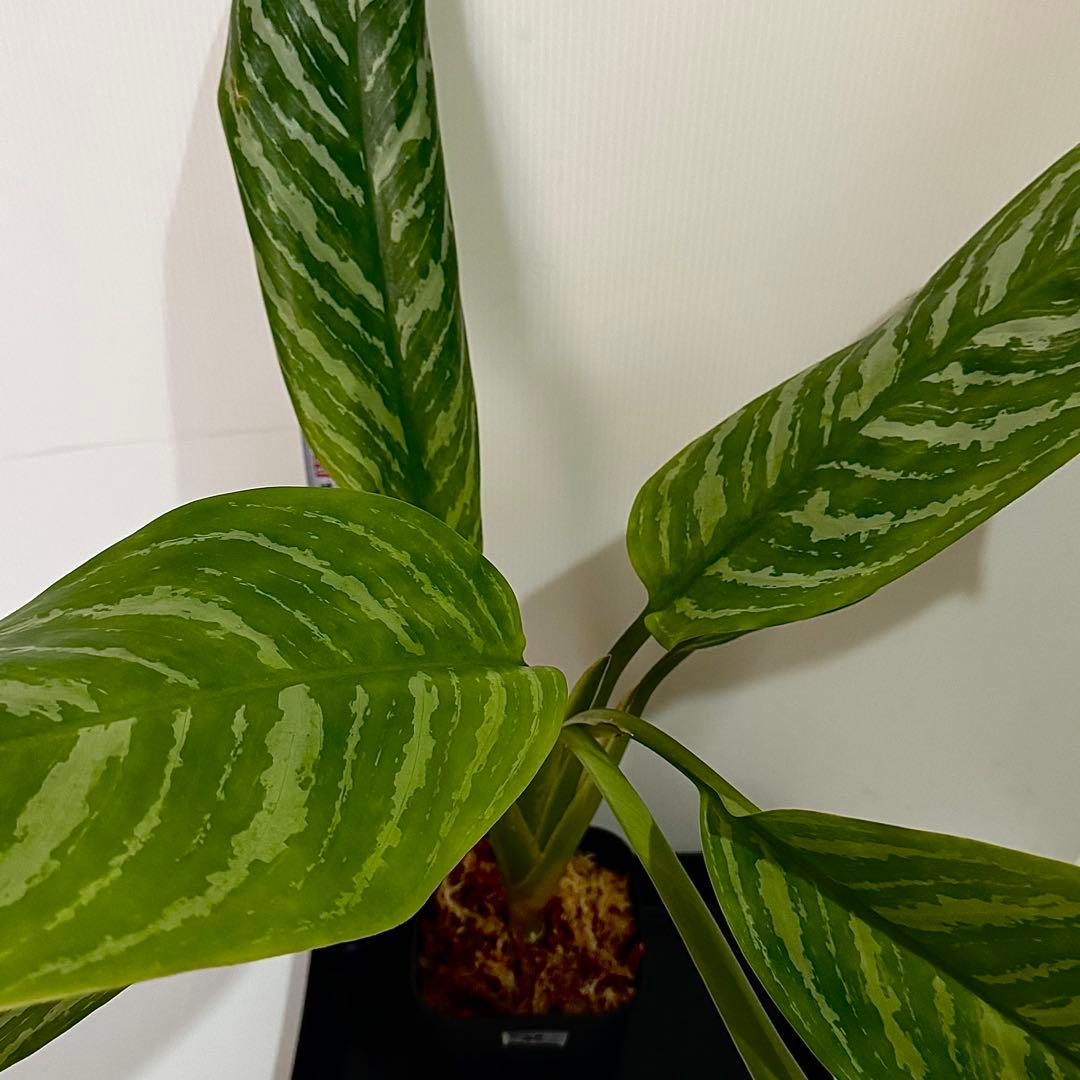 アグラオネマ ニティドゥム カーティシー 観葉植物 LEON レオン 20