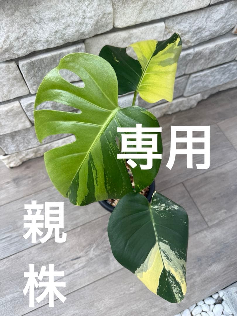 超希少なモンステラ デリシオーサ カメレオン