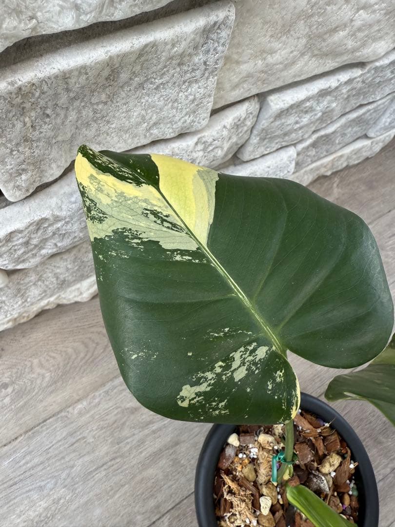 超希少なモンステラ デリシオーサ カメレオン