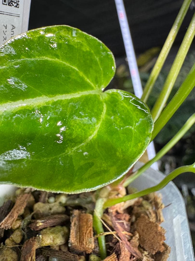 アンスリウム　ミシェル　x クリスタル　シルバー　レア交配　美斑入り　送料込み