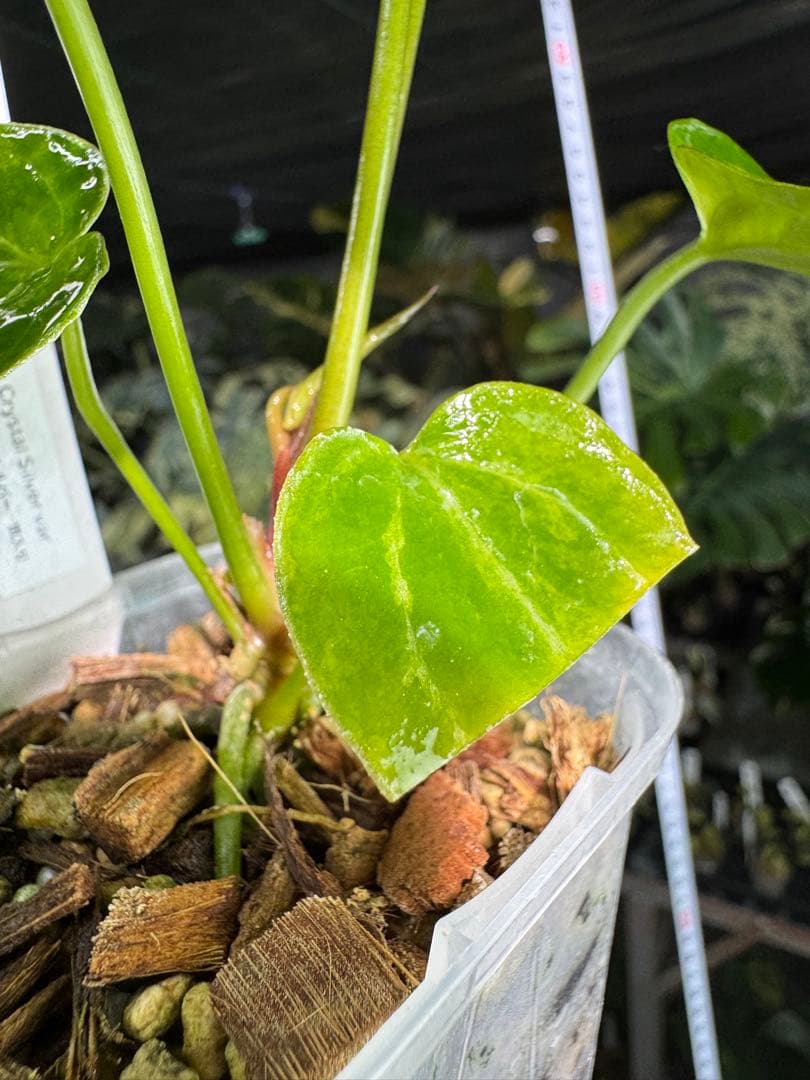 アンスリウム　ミシェル　x クリスタル　シルバー　レア交配　美斑入り　送料込み