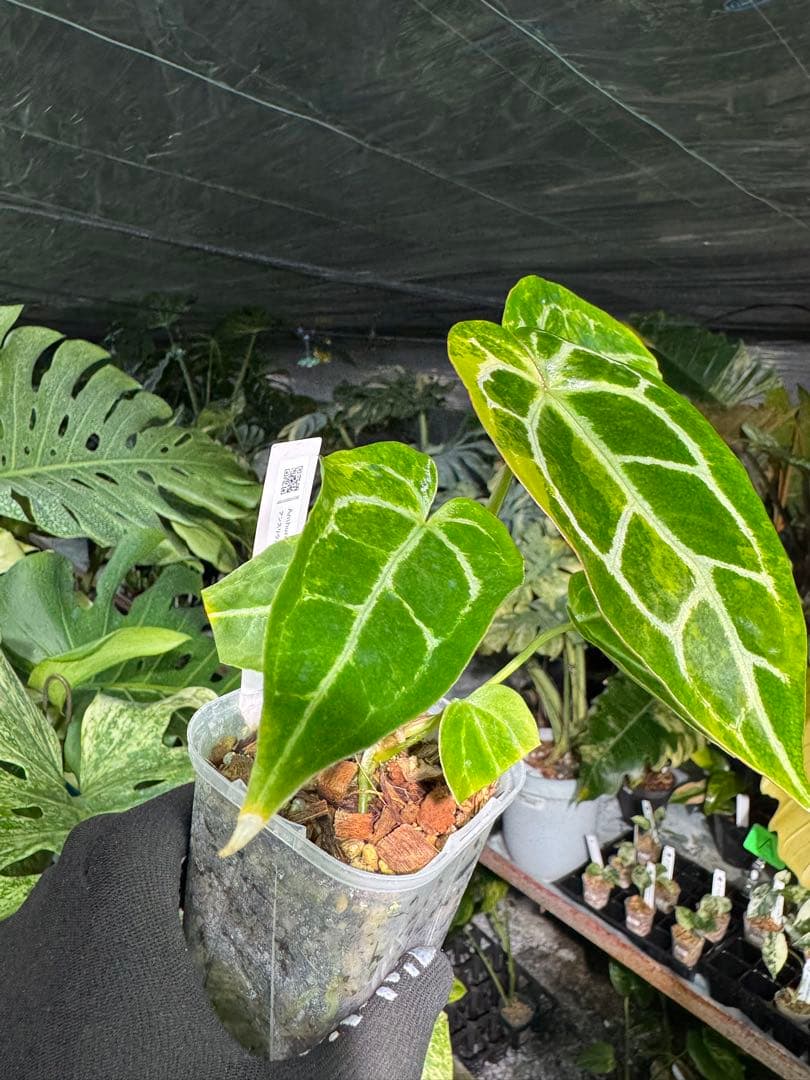 アンスリウム　ミシェル　x クリスタル　シルバー　レア交配　美斑入り　送料込み