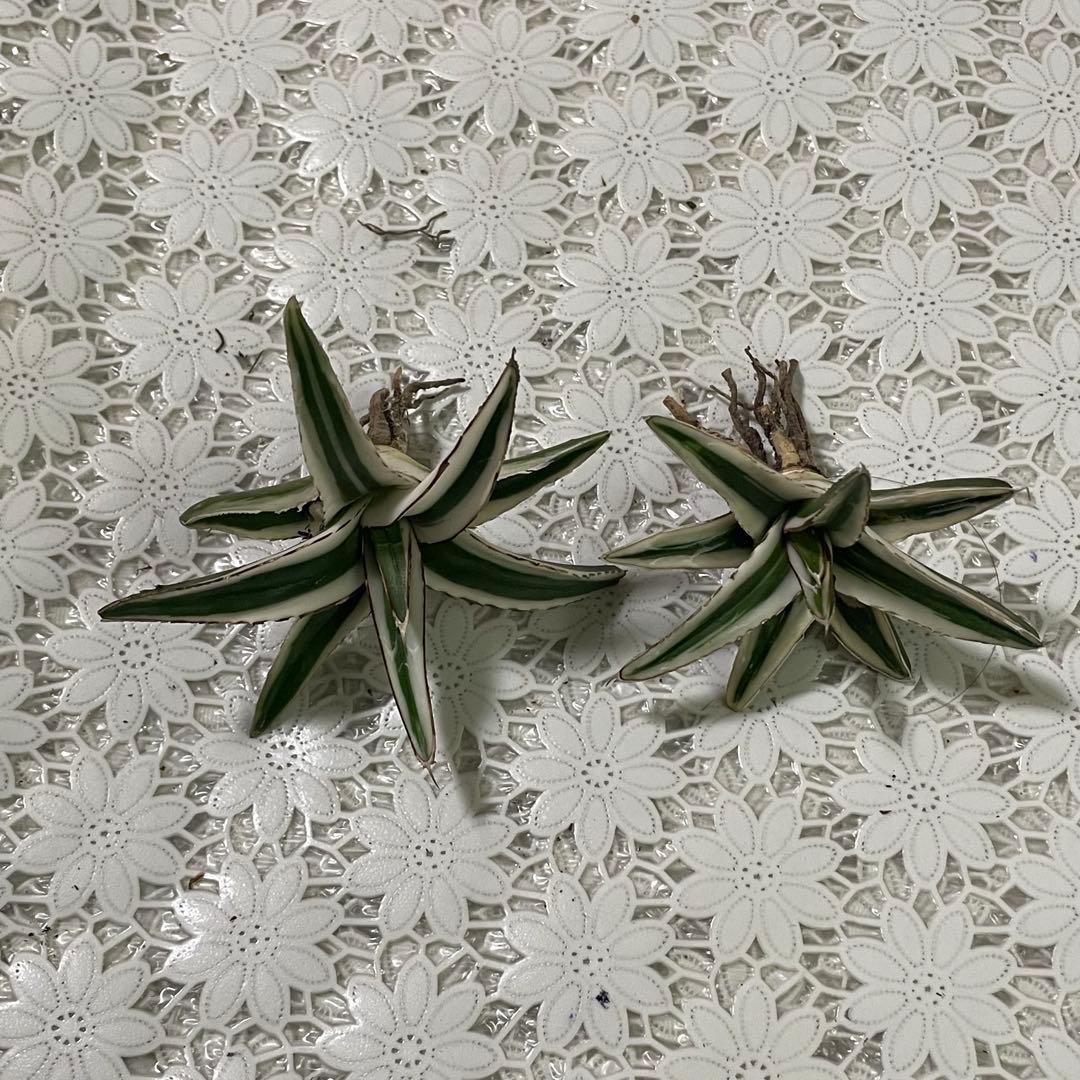 多肉植物アガベ 氷山 小株 2株同梱 発根済