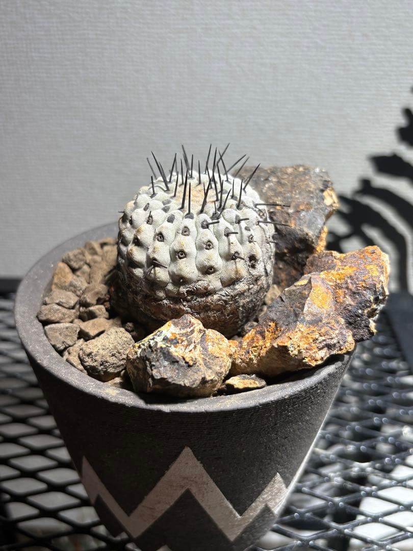 黒王丸 現地球 発根済み　コピアポア シネレア Copiapoa