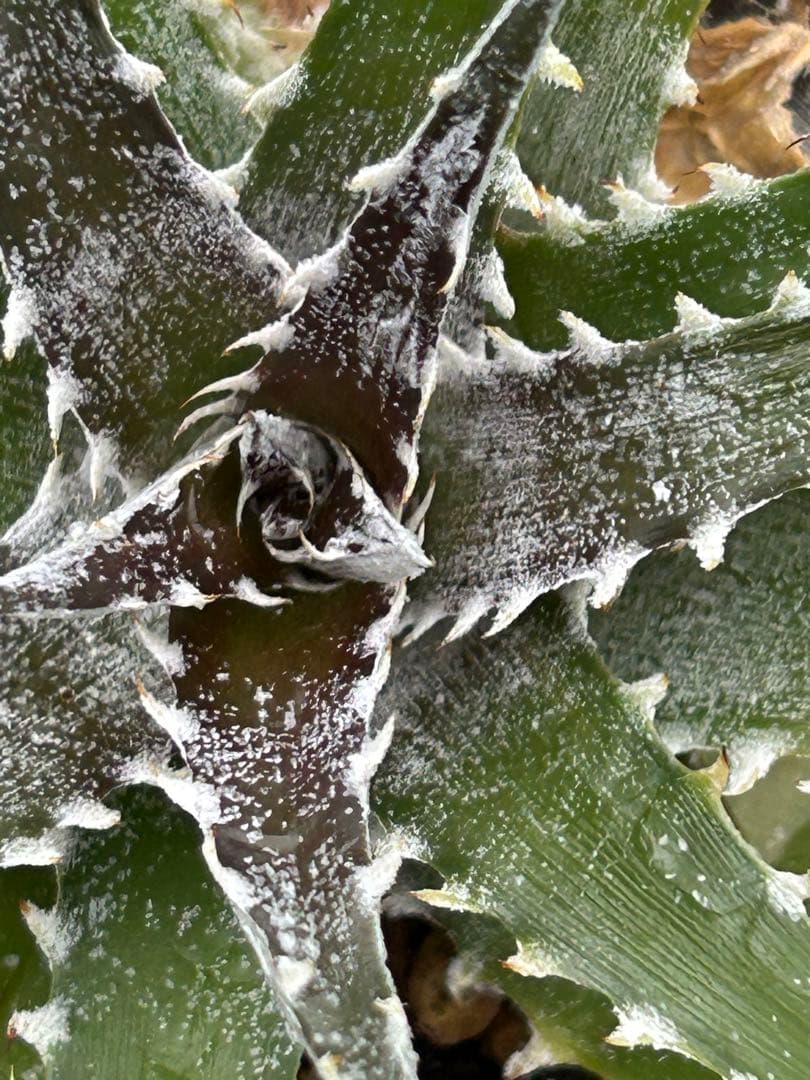 DBディッキア Dyckia Bill Baker hybrid #128 ⑵