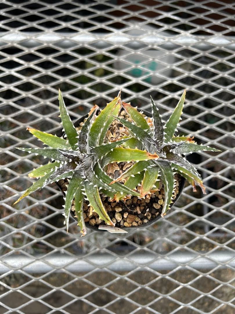 DBディッキア Dyckia Bill Baker hybrid #128 ⑵