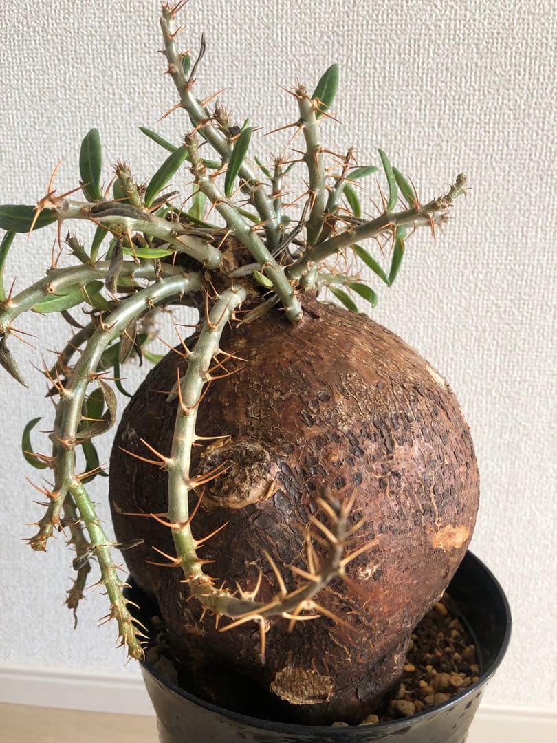 【塊根植物】パキポディウムビスピノーサム現地株発根済み