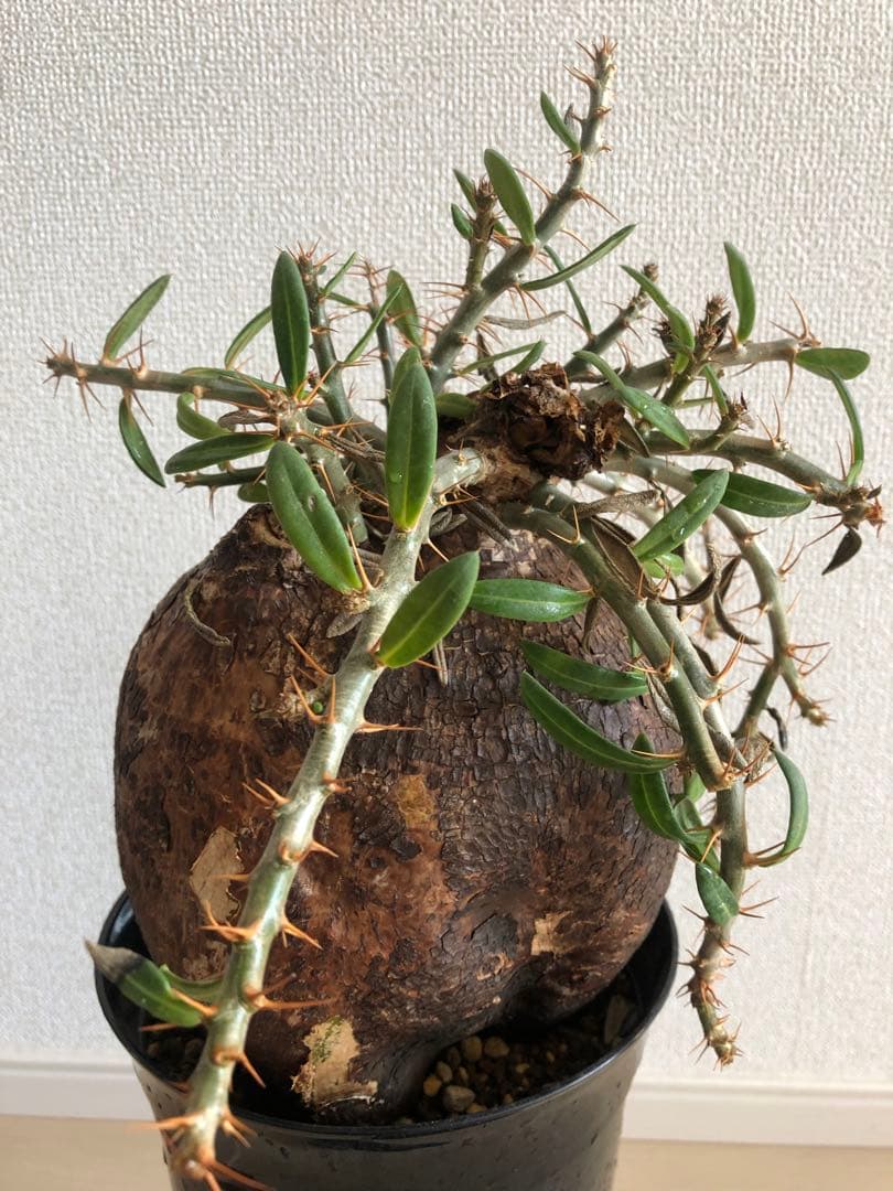 【塊根植物】パキポディウムビスピノーサム現地株発根済み