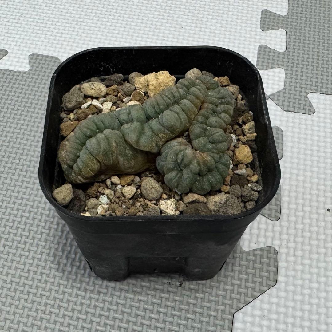 烏羽玉 綴化　Lophophora williamsii f. cristata
