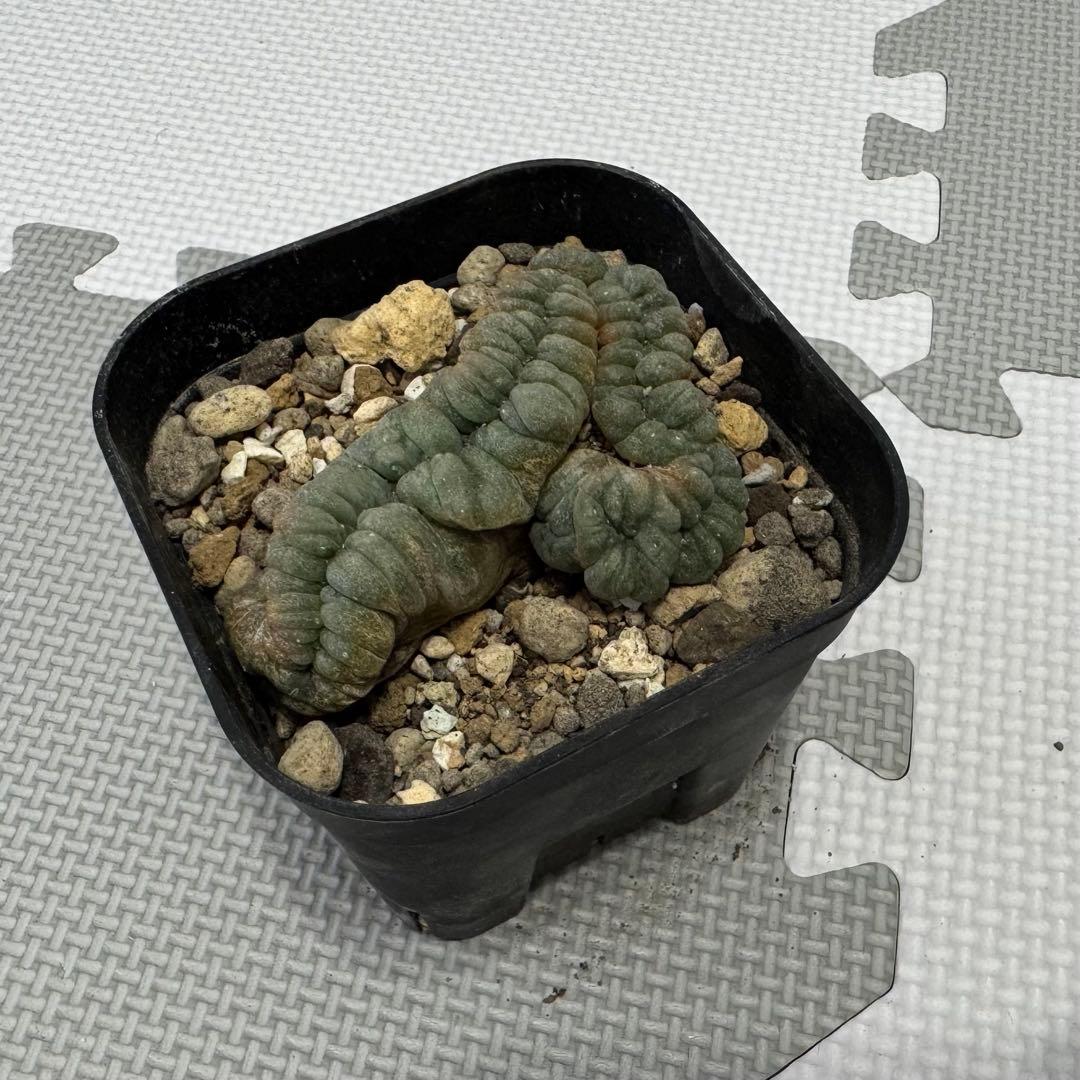烏羽玉 綴化　Lophophora williamsii f. cristata