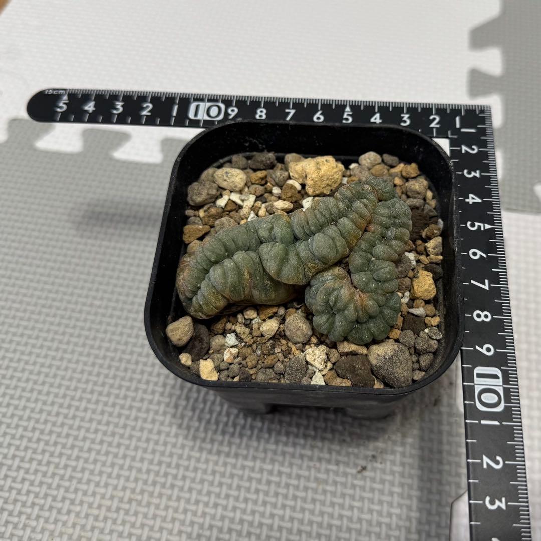 烏羽玉 綴化　Lophophora williamsii f. cristata