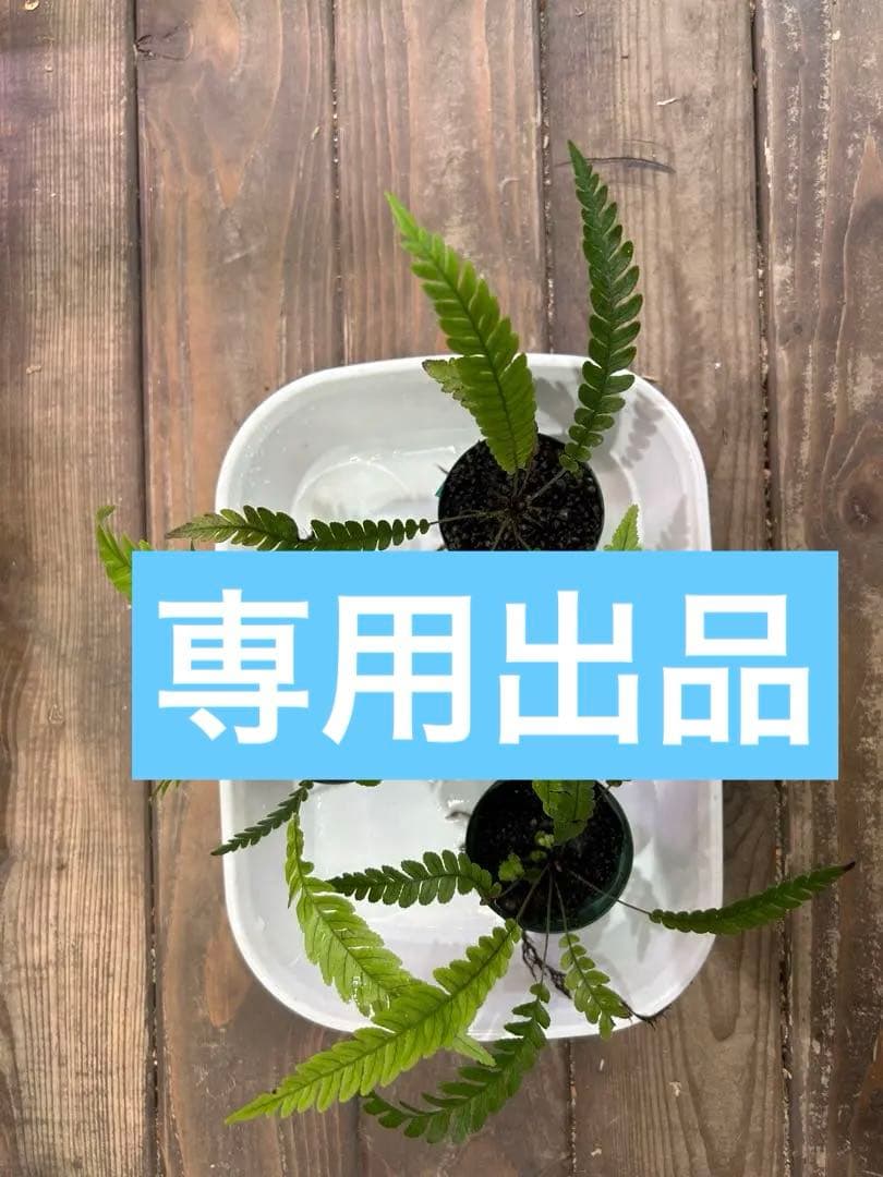 ブレクナム オブツサタムBlechnum obtusatum 5株