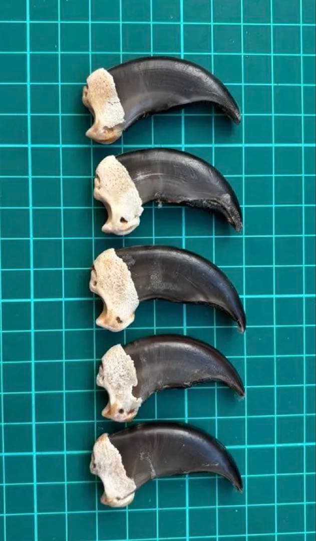 熊の爪 5個セット
