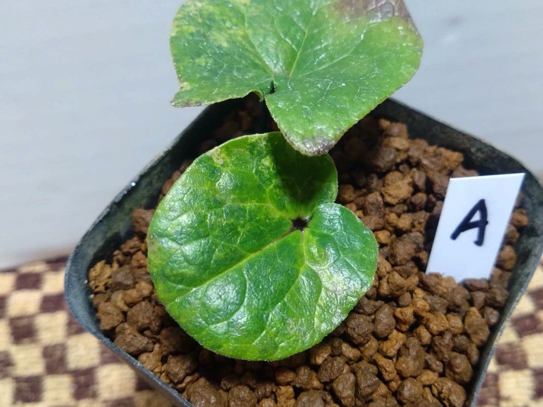 斑入り　カンアオイ　タマノカンアオイ　小次郎(こじろう)