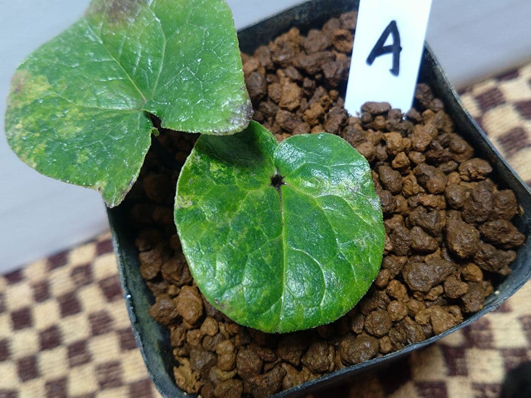 斑入り　カンアオイ　タマノカンアオイ　小次郎(こじろう)