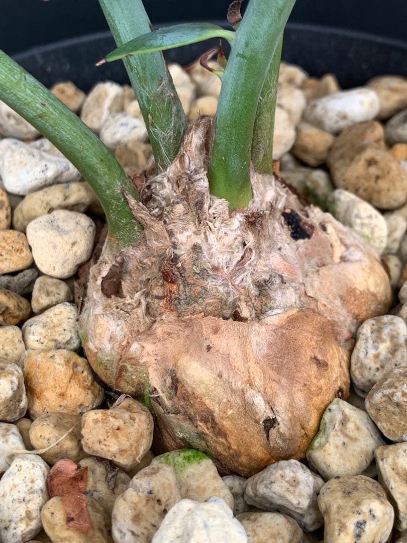 【葉性良】エンセファラルトス・ホリダス｜横張り強・シャープ葉・有望株No4-22