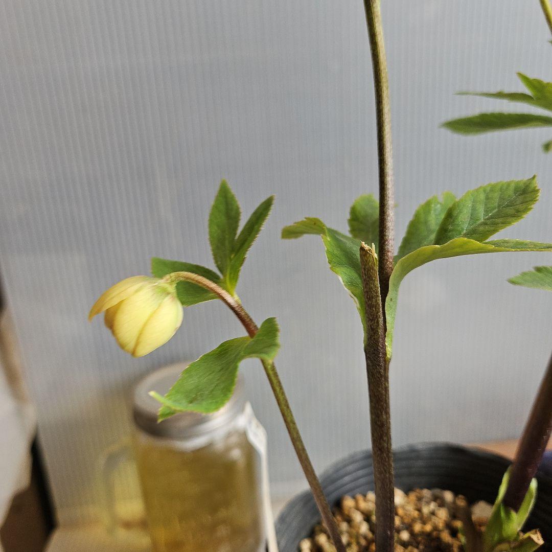 ✿㉖-297クリスマスローズ