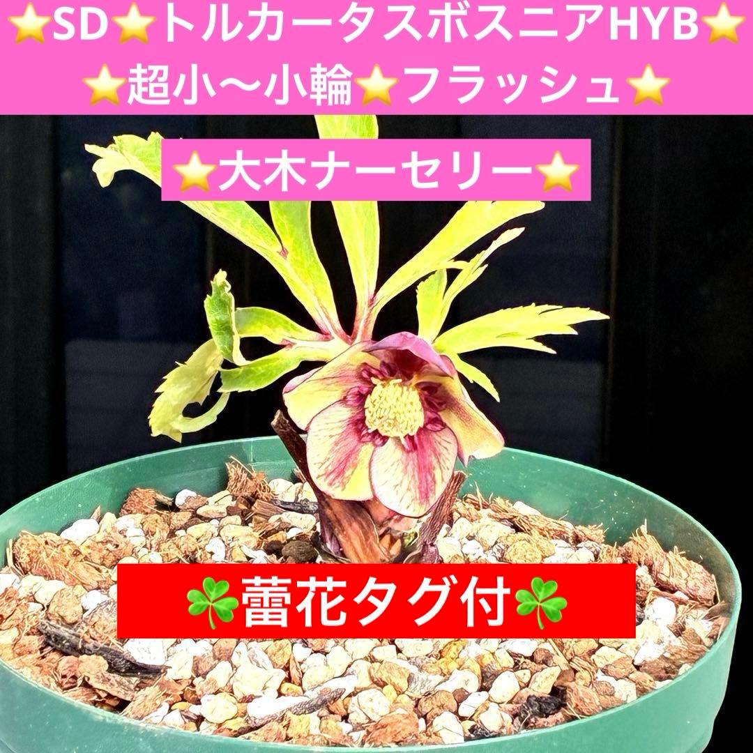 n*1様 3495☘️蕾花タグ付☘️SD⭐️トルカータスボスニアHYB⭐️￼超小