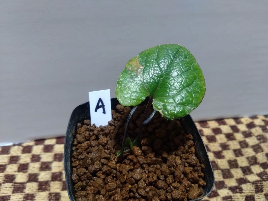 斑入り　カンアオイ　タマノカンアオイ　城山(しろやま)