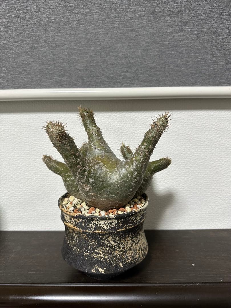 パキポディウムグラキリス　三頭株　発根済