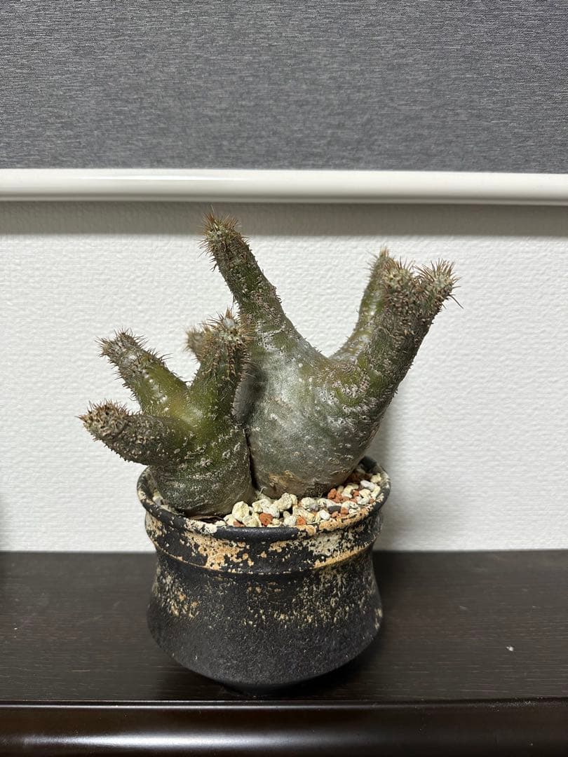 パキポディウムグラキリス　三頭株　発根済