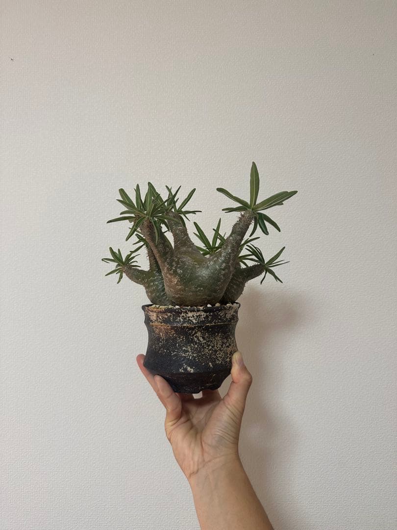 パキポディウムグラキリス　三頭株　発根済