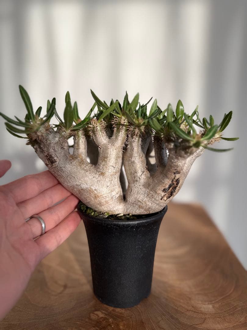 パキポディウム ブレビカリックス 良型 現地球 発根済み