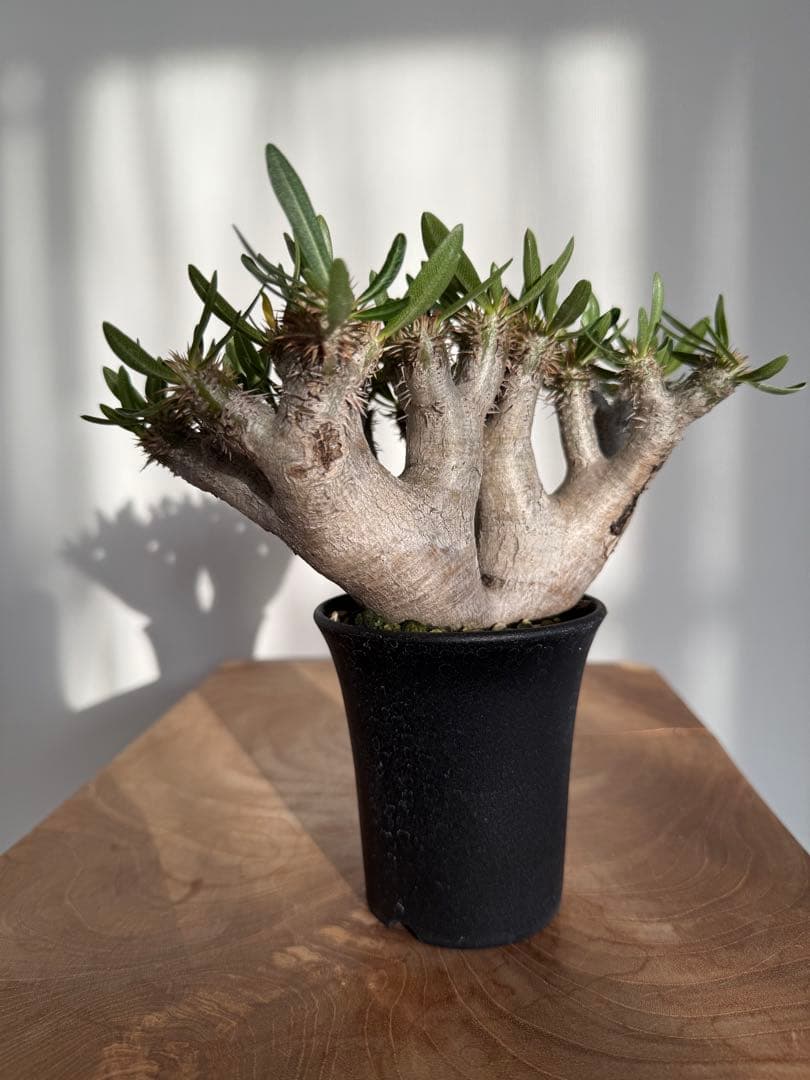 パキポディウム ブレビカリックス 良型 現地球 発根済み