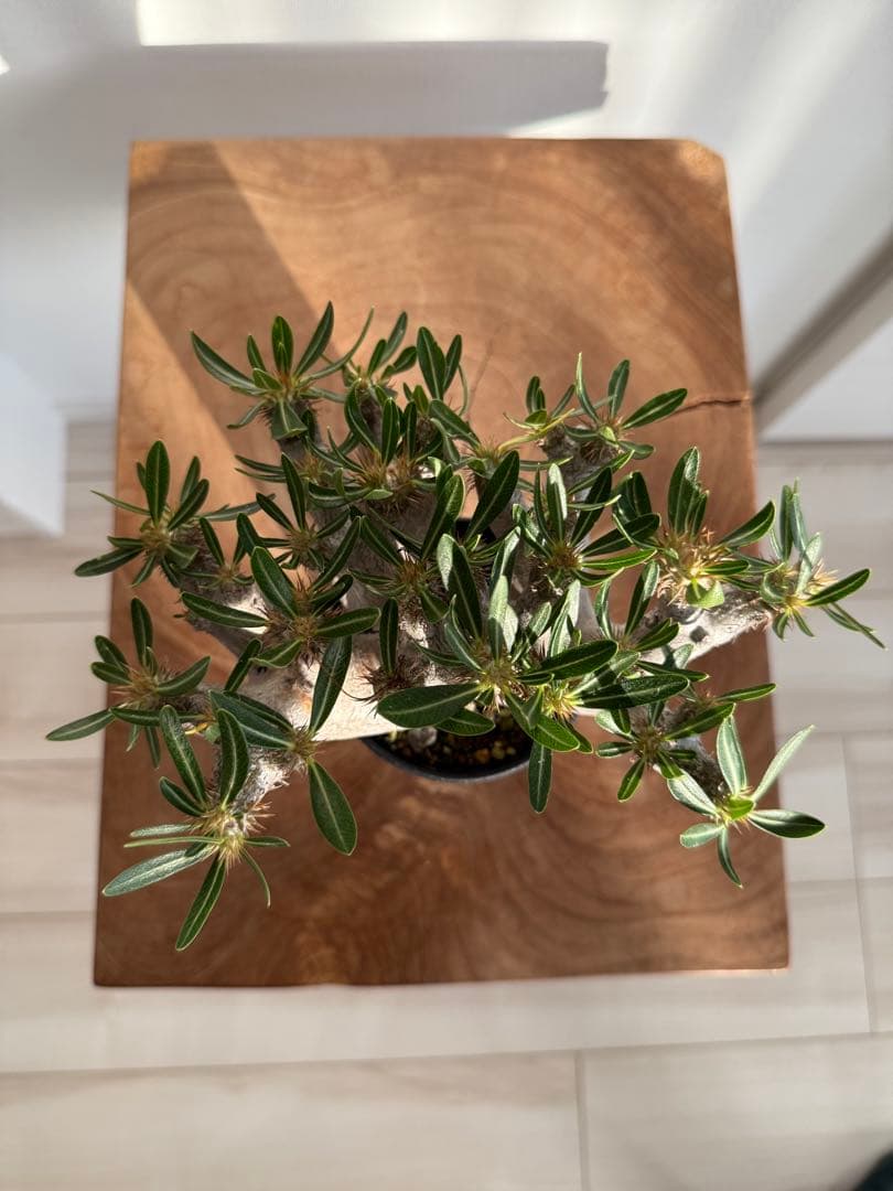 パキポディウム ブレビカリックス 良型 現地球 発根済み