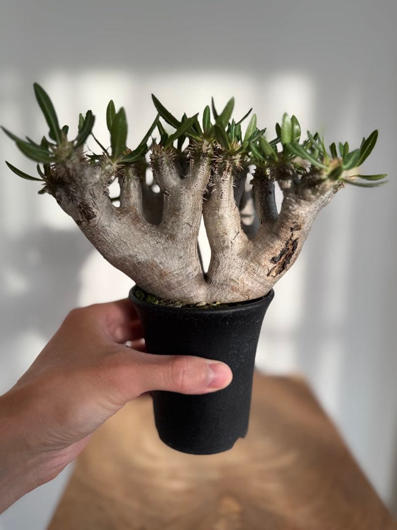 パキポディウム ブレビカリックス 良型 現地球 発根済み