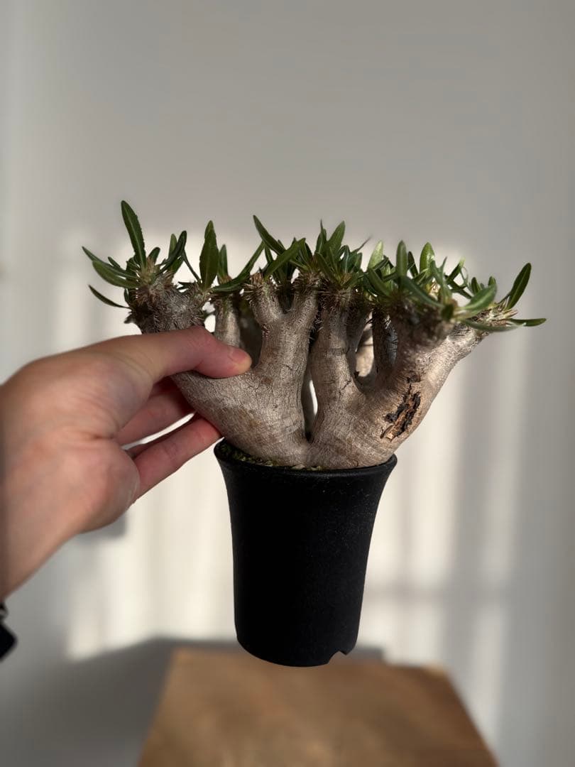 パキポディウム ブレビカリックス 良型 現地球 発根済み