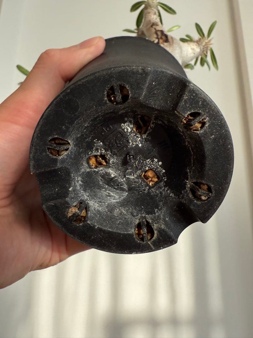 パキポディウム ブレビカリックス 良型 現地球 発根済み