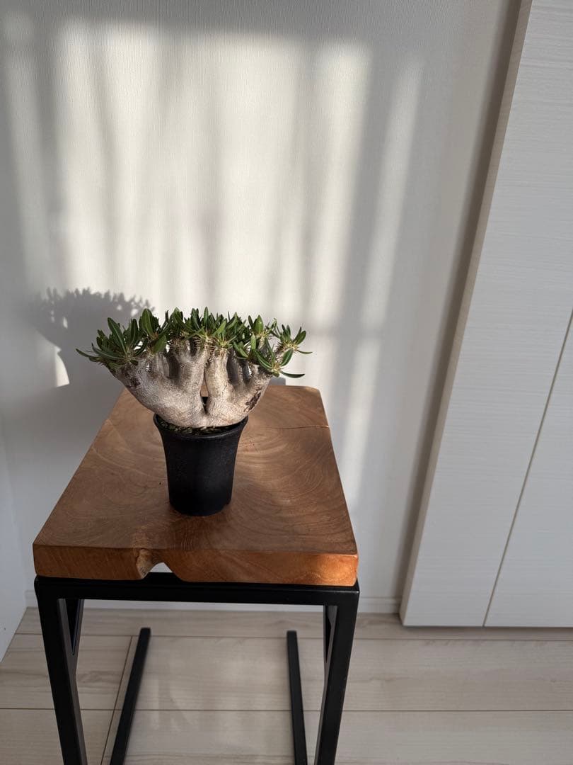 パキポディウム ブレビカリックス 良型 現地球 発根済み