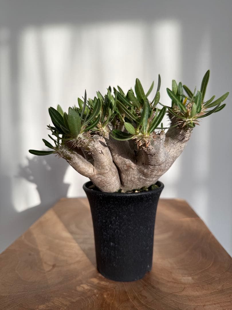 パキポディウム ブレビカリックス 良型 現地球 発根済み