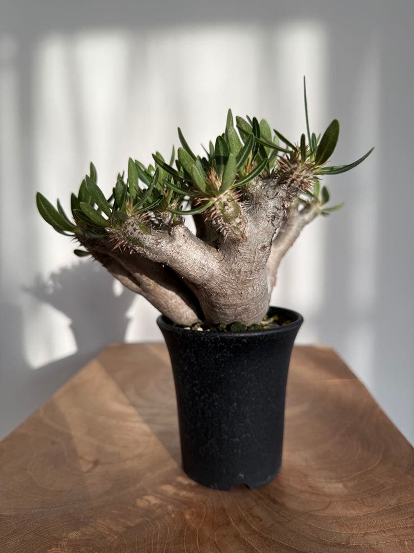 パキポディウム ブレビカリックス 良型 現地球 発根済み