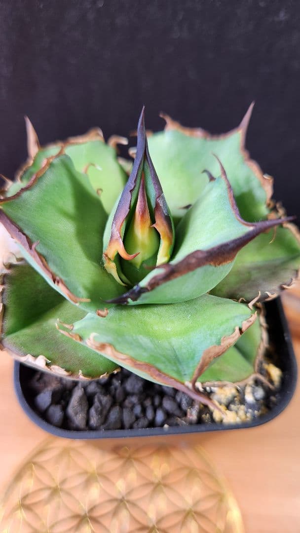 Dennis040 キングアーサー同血統　子株　①