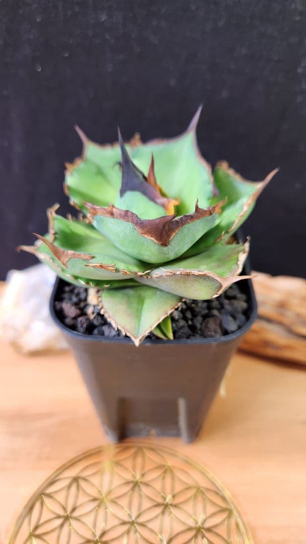 Dennis040 キングアーサー同血統　子株　①