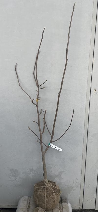 《現品》モクレン　エリザベス　樹高1.4ｍ（根鉢含まず）34【黄花/苗木】