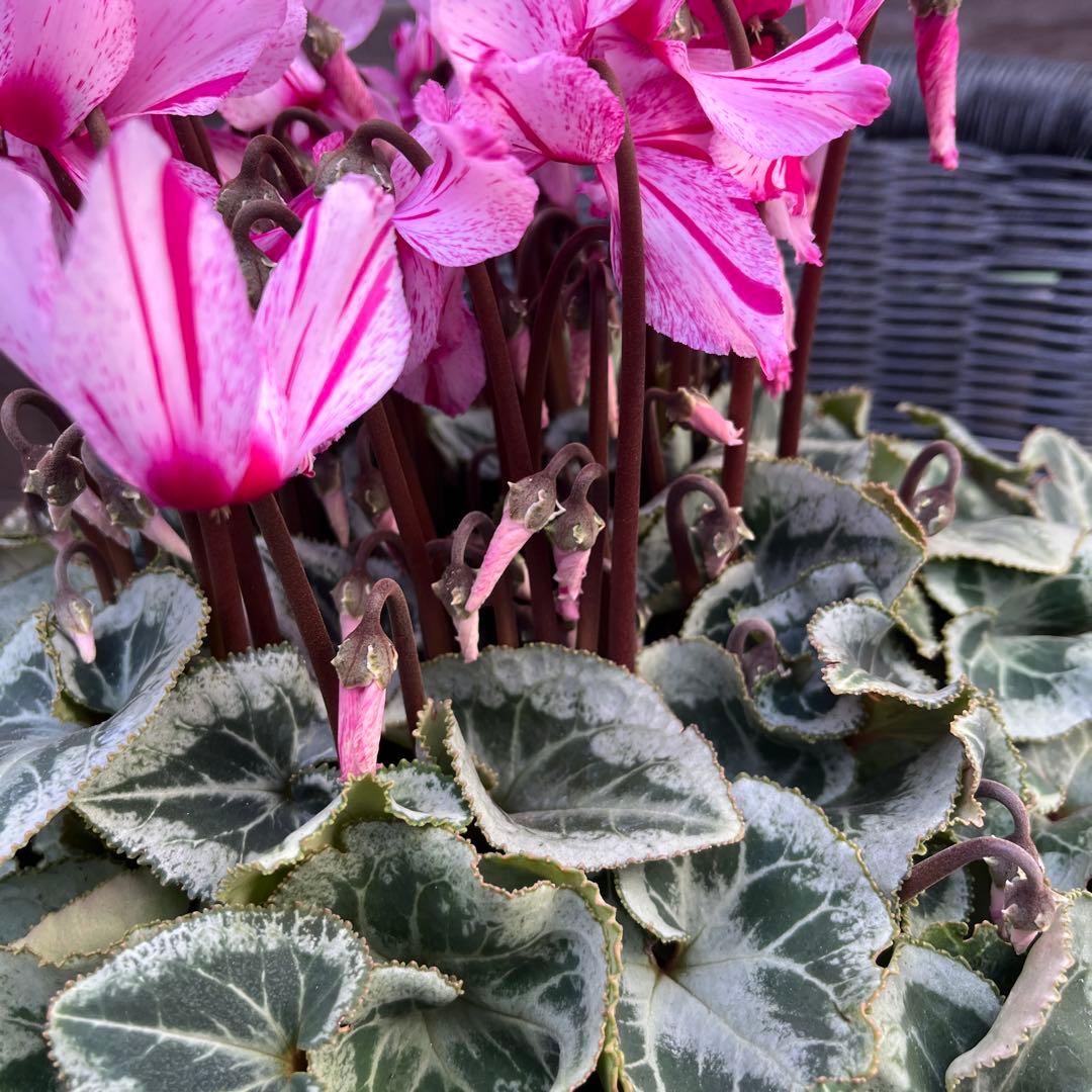 ルブの森★ 限定　特大　シクラメン　希少　ハーレーカイン　６号　蕾多数