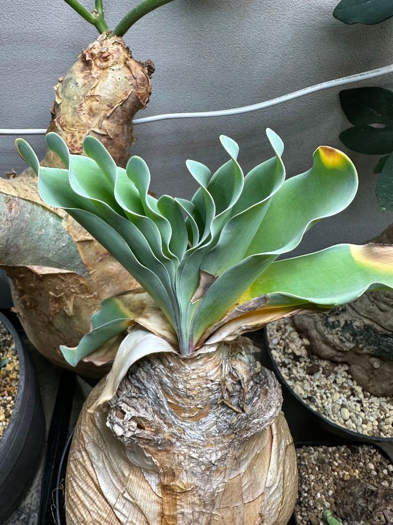 コレクション株 ブーファン ハエマンソイデス 発根済 特大サイズ ※鉢ごと発送