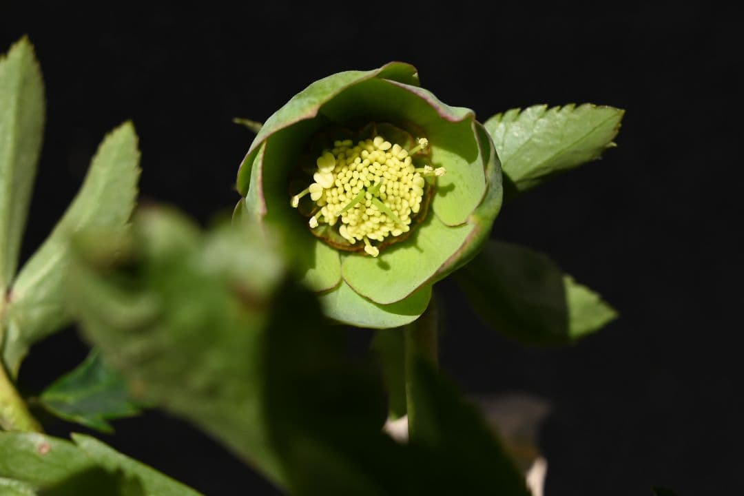 クリスマスローズ　訳あり認定Wild　Collection　加藤農園