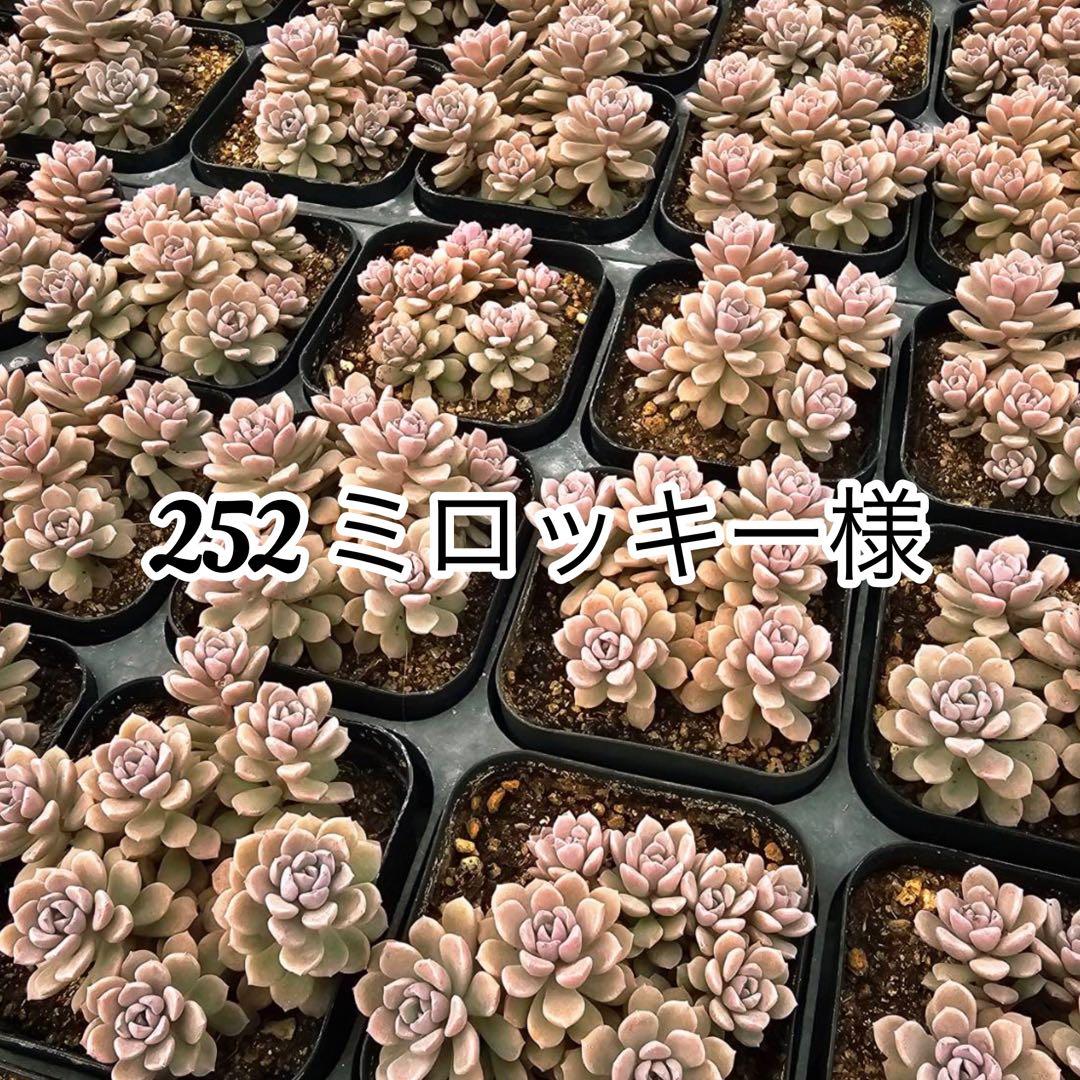 68. 252ミロッキー様