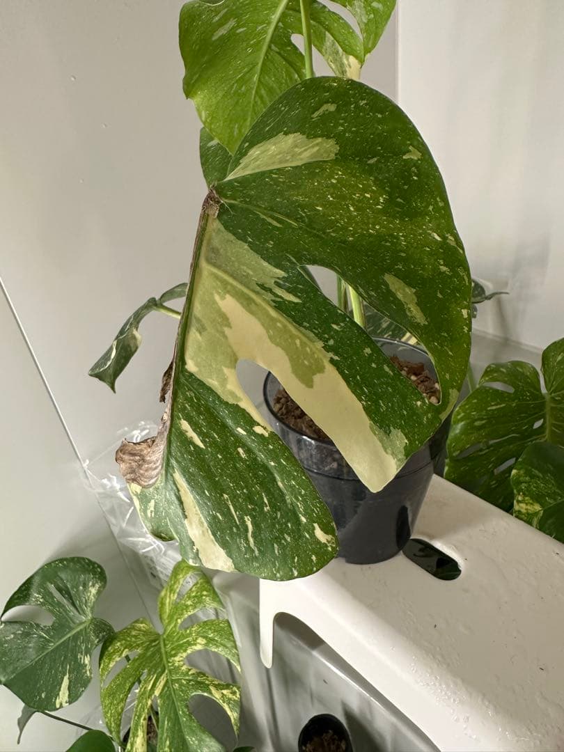 モンステラデリシオーサクリームブリュレ5号鉢 中株