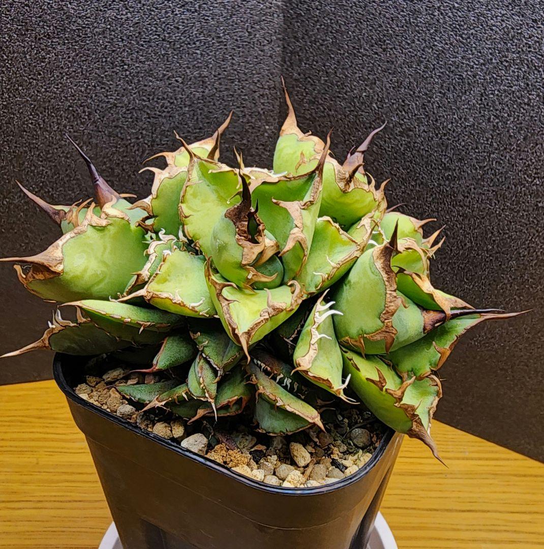 こ*ん様 多頭　アガベ　チタノタローズ　イラン株