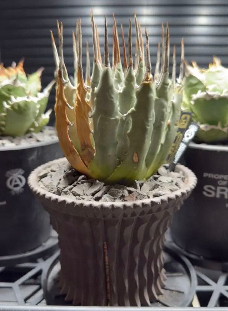 エボリスピナ　現地球　発根済